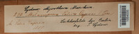 Melampsora caprearum image